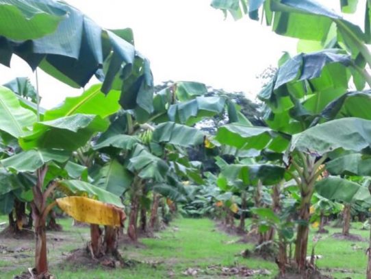 Panamá refuerza controles fronterizos para evitar ingreso de plaga bananera