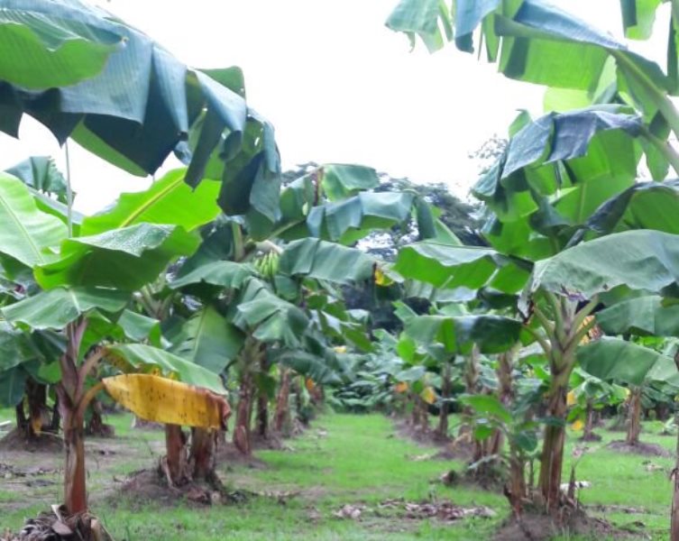 Panamá refuerza controles fronterizos para evitar ingreso de plaga bananera