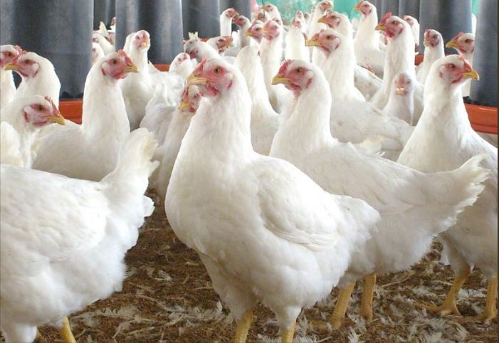 Dejen de besar a los pollos, piden las autoridades sanitarias de EE.UU