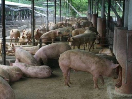 Gobierno crea la Comisión Nacional para el Desarrollo y Supervisión de la Industria Porcina