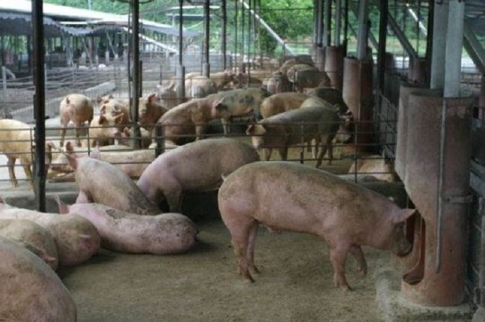 MICI ordena investigación para posible aplicación de medida de salvaguardia global sobre importaciones de carne de cerdo