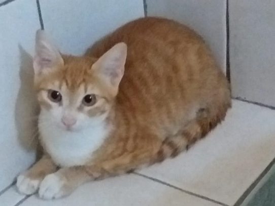 Un "gato migrante" sobrevive con su dueño a la travesía y estará en cuarentena en Italia