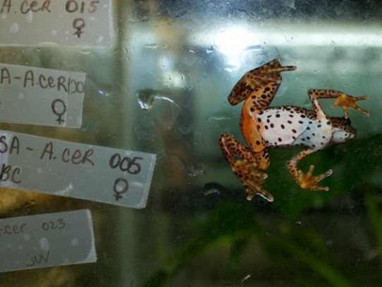 Devastador "superhongo" amenaza con arrasar a los anfibios en Panamá