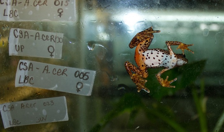 Devastador "superhongo" amenaza con arrasar a los anfibios en Panamá