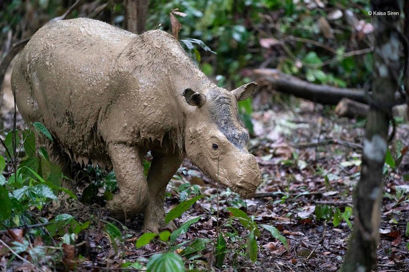 Murió el último rinoceronte de Sumatra que restaba en Malasia