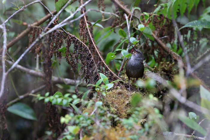 Investigadores descubren nuevas especies de aves en islas remotas indonesias