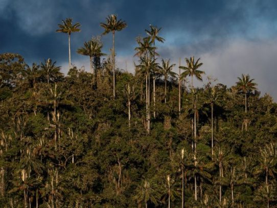 En busca de la palma de cera colombiana en peligro de extinción