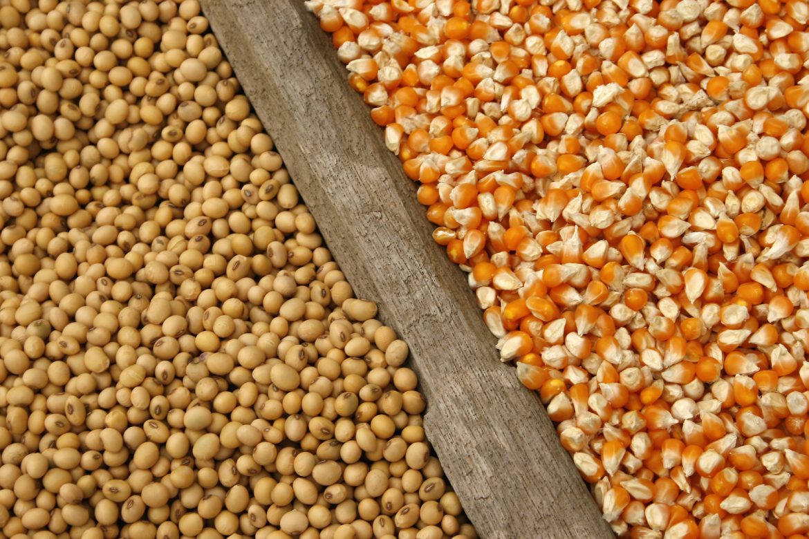 El maíz y la soja caen en EE.UU. al atenuarse las lluvias