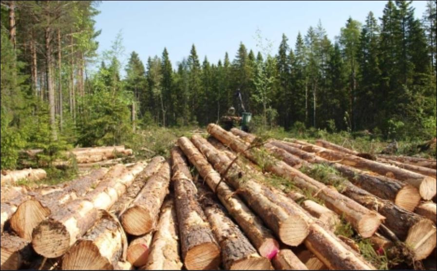 MiAmbiente emite resolución que suspende permisos para la tala de árboles