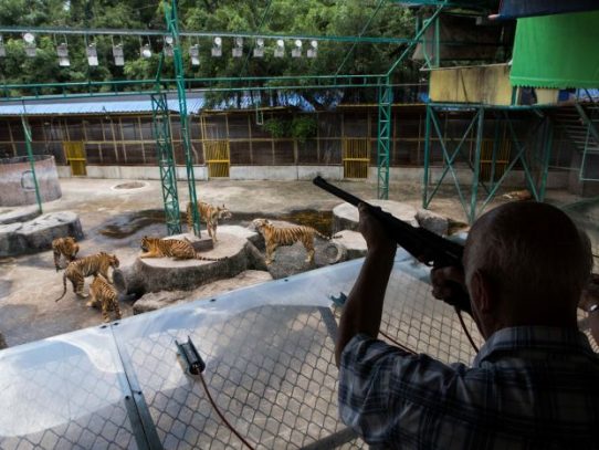 Tailandia clausuró un famoso zoológico de tigres, pero el problema empeoró