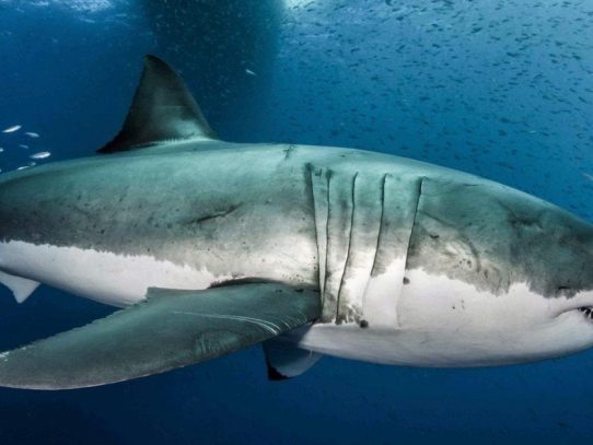 Tiburón muerde a un niño en sureste de EEUU, en el tercer ataque en un mes