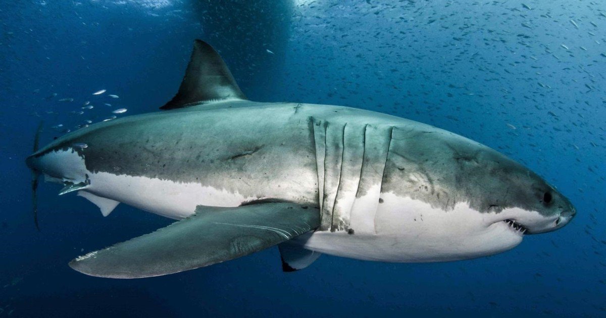 Tiburón muerde a un niño en sureste de EEUU, en el tercer ataque en un ...