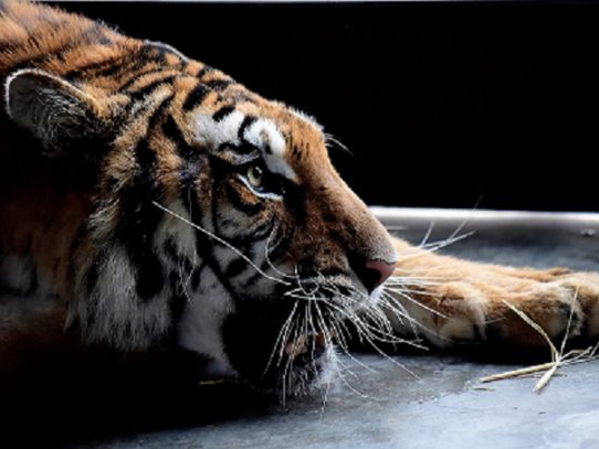 Cinco tigres rescatados en pésimo estado encuentran refugio en España