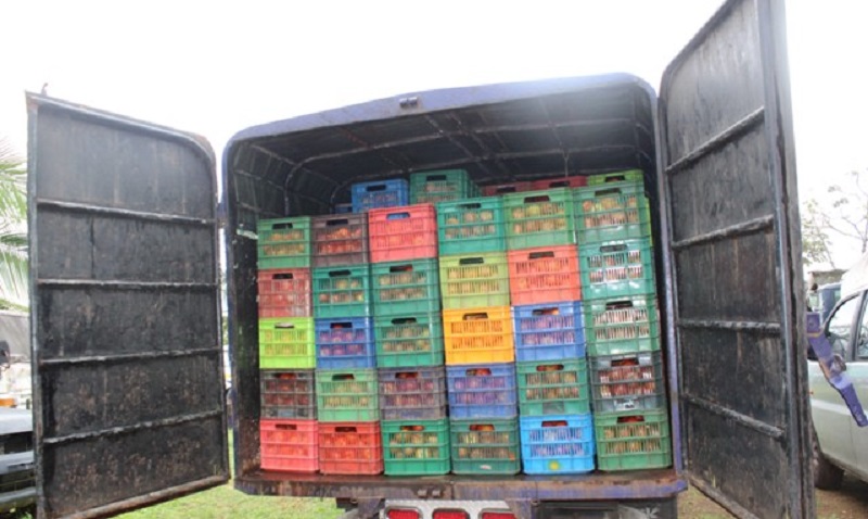 Decomisan 350 cajas de tomate de presunto contrabando en Chiriquí