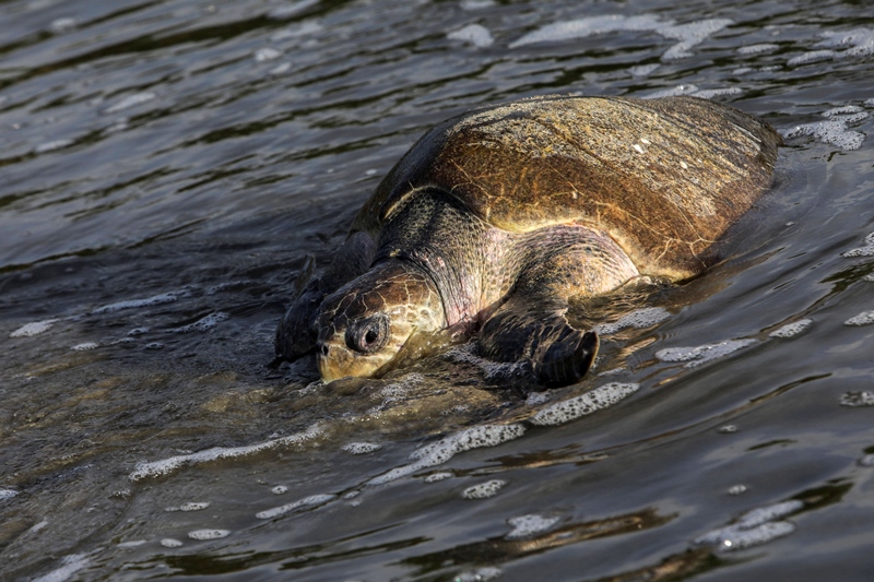 Amenazadas tortugas paslama arriban a las costas de Nicaragua