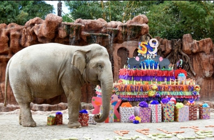 Celebran 59 años de la elefanta Trompita en zoo de Guatemala