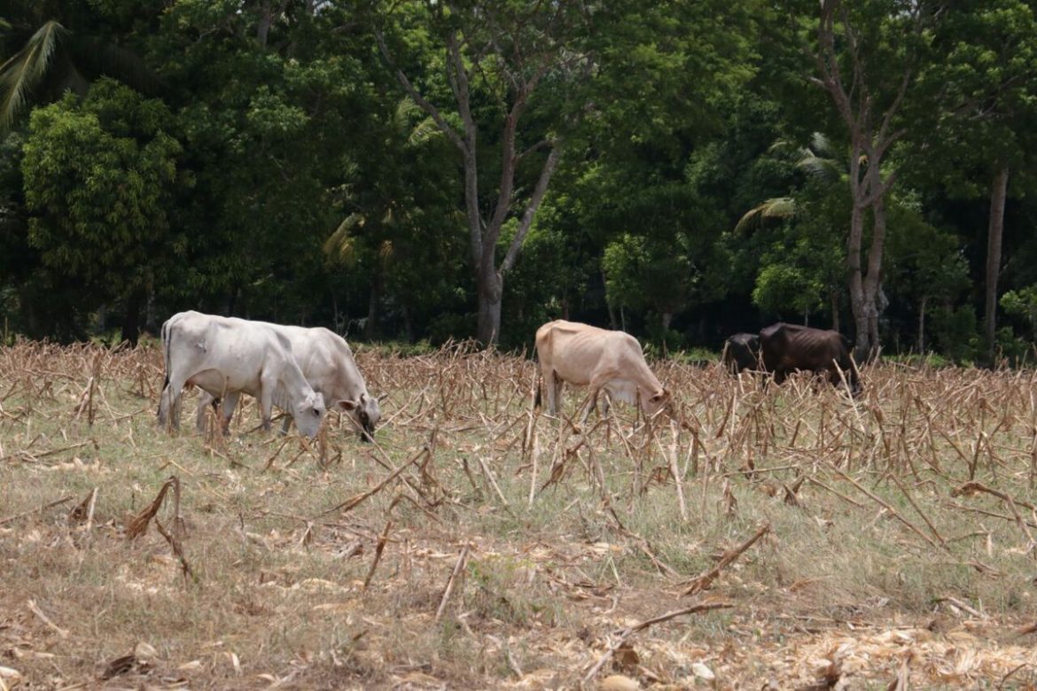 Gobierno instala comisión que atenderá plan para mitigar efectos de la sequía en Azuero