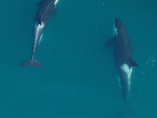 Así es, las orcas también se benefician del amor de las abuelas