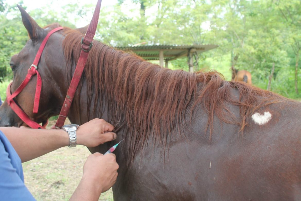 Mida investiga 4 casos sospechosos de encefalitis en equinos en Darién