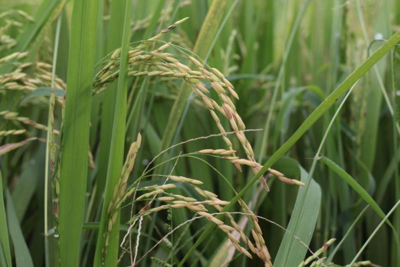 IMA desembolsará pago pendiente para beneficiar a 24 productores de arroz