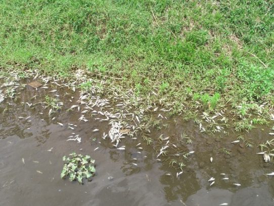 Investiga mortandad de peces en río Chico de Alanje
