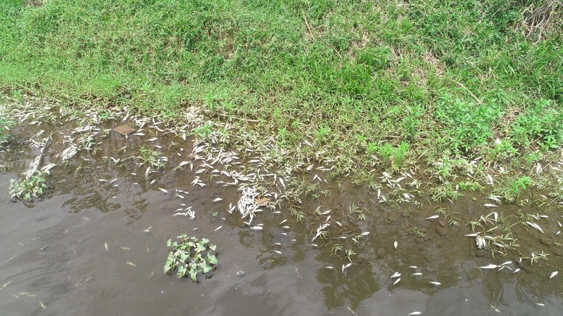 Investiga mortandad de peces en río Chico de Alanje