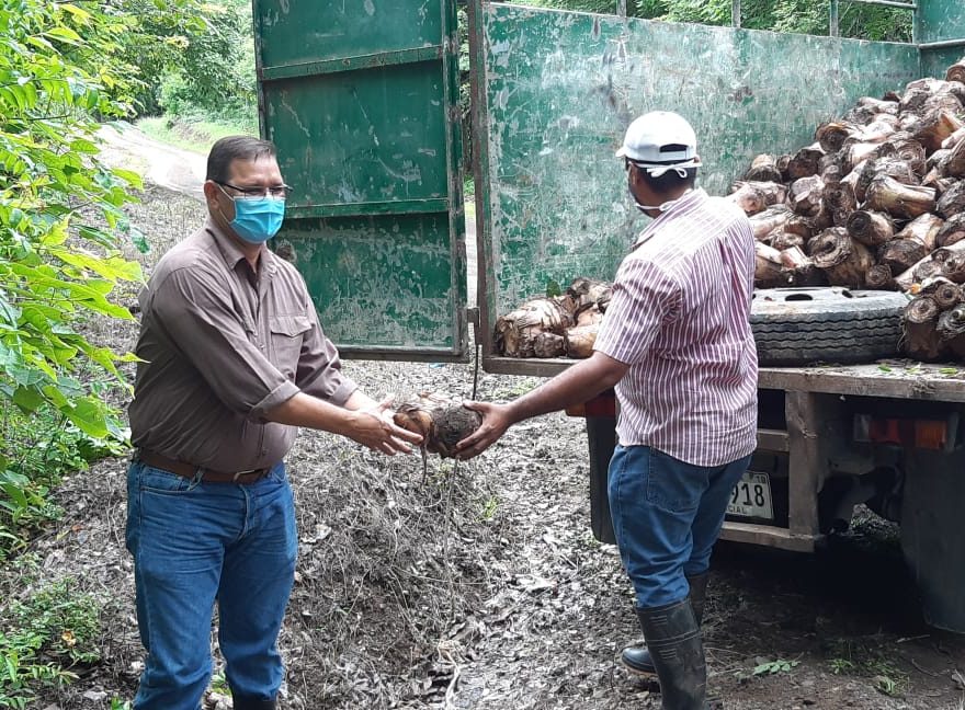 Más de mil tallos de plátano reciben productores herrerano