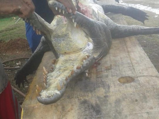 ¡Milagro en Lago Gatún! : Hombre escapa del ataque de un cocodrilo