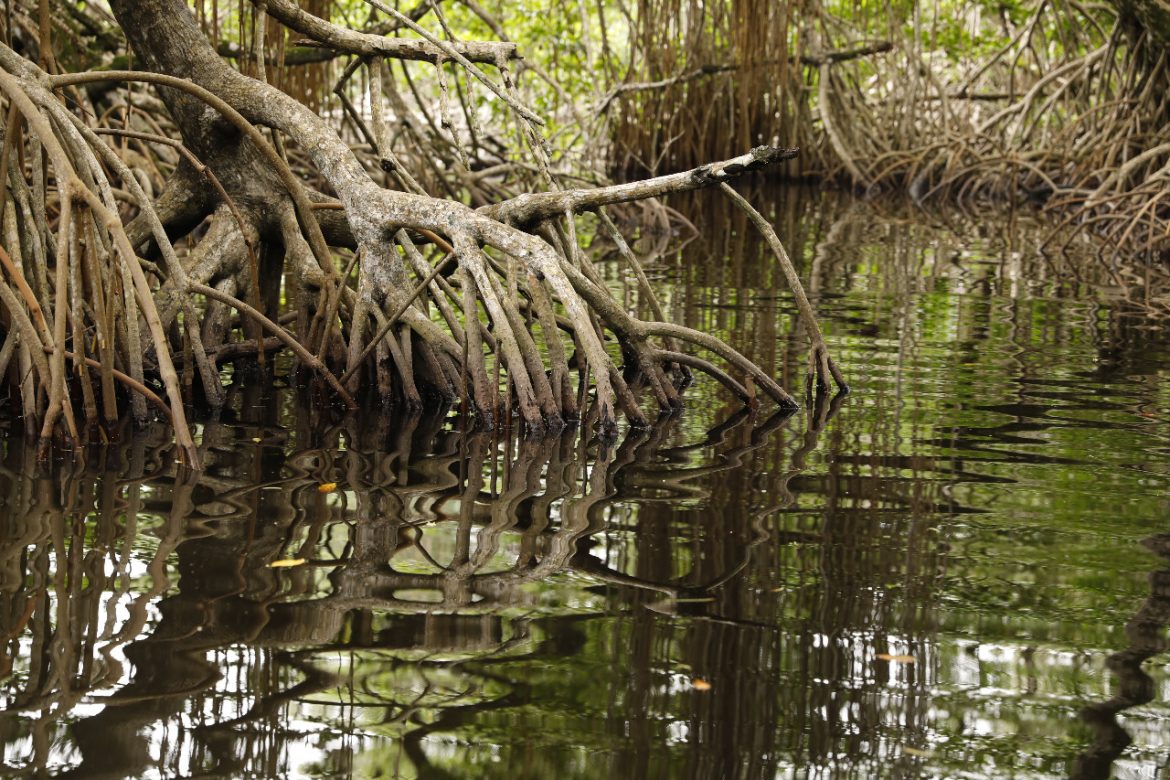 Los manglares la protección natural que debemos preservar