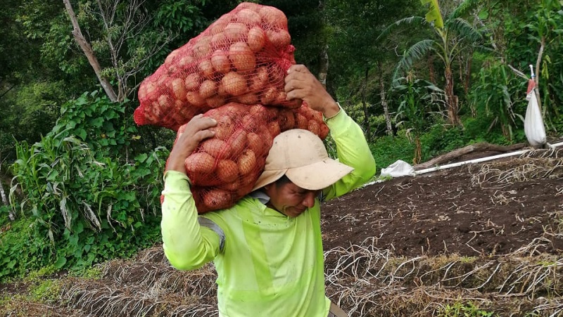 Comarca Ngäbe-Buglé cosecha papas por primera vez