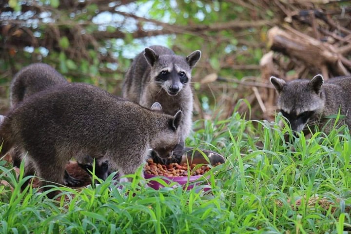 Alimentar a los mapaches, los pone en peligro
