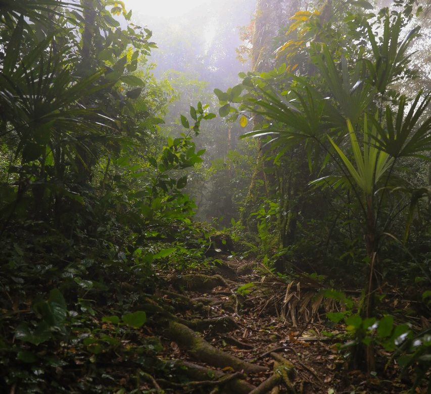 Los bosques tropicales, los últimos guardianes del balance ambiental