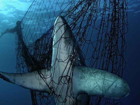 Más de un tercio de las especies de tiburones bajo amenaza, advierte la UICN